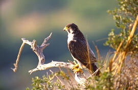 Falcó ("Falco peregrinus")