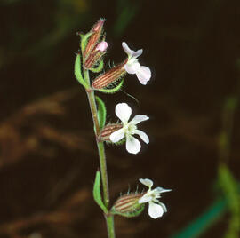 "Silene gallica"