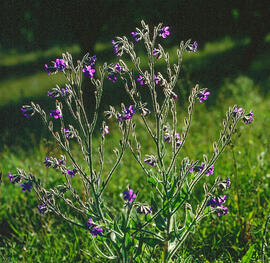 Buglossa / llengua de bou ("Anchusa officinalis")