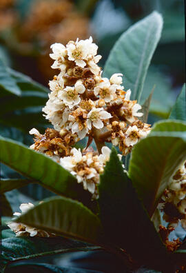 Nisprer ("Eriobotrya japonica")