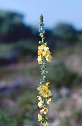 Fulla borruda ("Verbascum thapsus L.")
