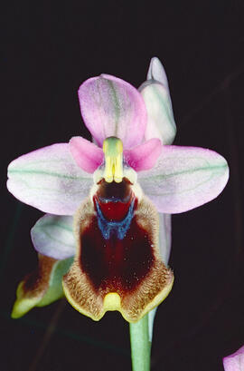 Orquídia ("Ophrys balearica")