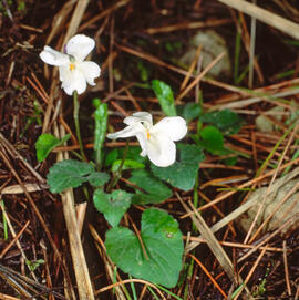 Viola d'olor ("Viola odorata")