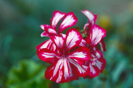 Gerani ("Geranium dissectum")