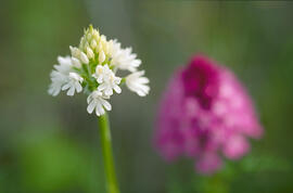 Orquídia piramidal ("Anacamptis pyramidalis")