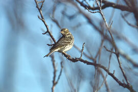 Sól·lera ("Emberiza calandra")