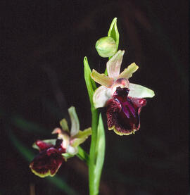 Mosca vermella ("Ophrys tenthredinifera")