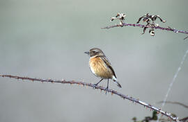 Vitrac ("Saxicola rubicola")