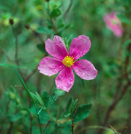 Estepa blanca ("Cistus albidus")
