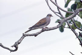 Tórtera ("Streptopelia turtur")