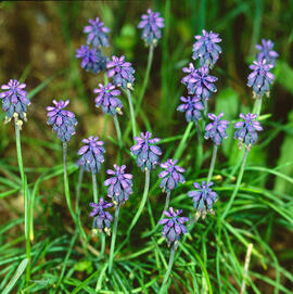 "Muscari botryoides"