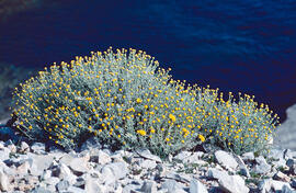 Camamilla groga ("Santolina chamaecyparissus")