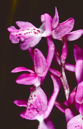 Orquídia ("Orchis mascula")