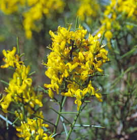 Gatosa ("Genista tricuspidata")