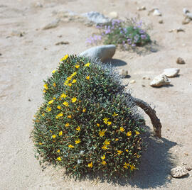 Gatell ("Launaea cervicornis")