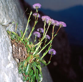 Senet de pobre ("Globularia vulgaris")
