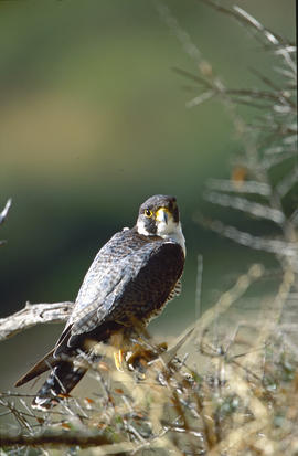 Falcó ("Falco peregrinus")