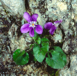 Viola ("Viola odorata")