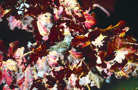 Gorrió teulader ("Passer domesticus")