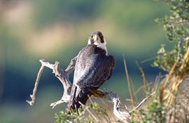 Falcó ("Falco peregrinus")