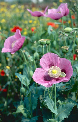 Cascall ("Papaver somniferum")
