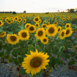 Girasol ("Helianthus annuus")