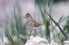 Verola ("Alauda arvensis")