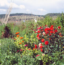 Dàlies ("Dhalia pinnata")