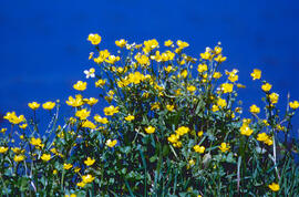 Botons d'or ("Ranunculus weyleri")