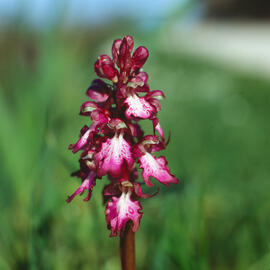 Botons de ca ("Orchis purpurea")