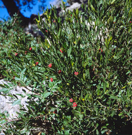 Boixerol ("Cneorum")