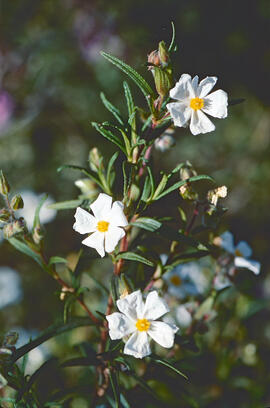 Estepa llimonenca ("Cistus monspeliensis")