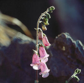 Dedalera ("Digitalis purpurea")