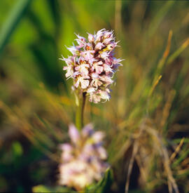 Orquídia ("Neotinea tridentata")