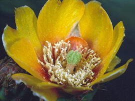 Figuera de moro ("Opuntia ficus-indica")