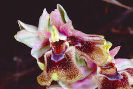 Mosca vermella ("Ophrys tenthredinifera")