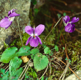 "Viola hirta"