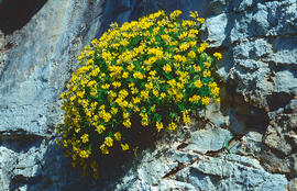 Herba de cabell d'indi ("Hippocrepis balearica")