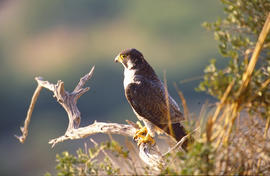 Falcó ("Falco peregrinus")