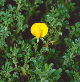 Motxa ("Ononis natrix")