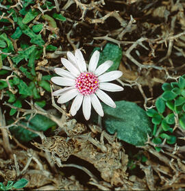 Margalideta de la mar ("Senecio rodriguezii")