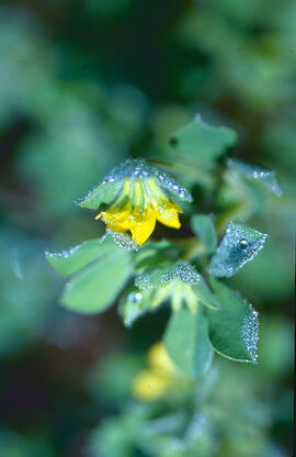 Agrella ("Oxalis corniculata")