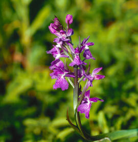Orquídia ("Orchis palustris")