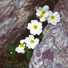 "Ranunculus fluitans"