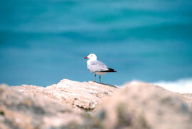 Gavina roja ("Larus audouinii")