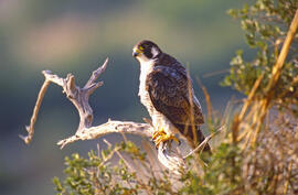 Falcó ("Falco peregrinus")
