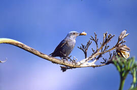 Pàssera ("Monticola solitarius")