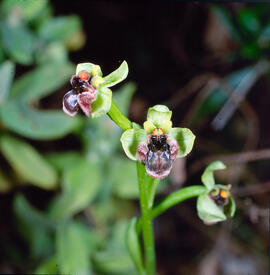 Mosca vermella ("Ophrys tenthredinifera")