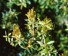 Alzina ("Quercus ilex L")