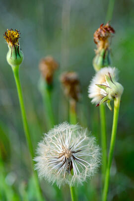 Dent de lleó ("Taraxacum officinale")
